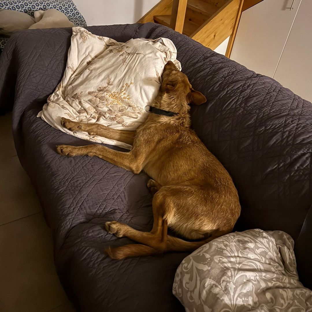 Rufus in der Wohung beim entpannen