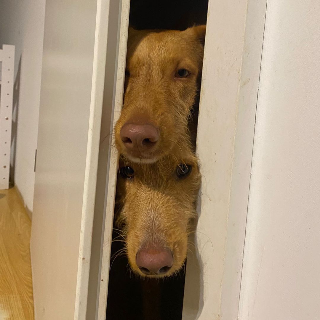 Rufus schaut durch den Türspalt