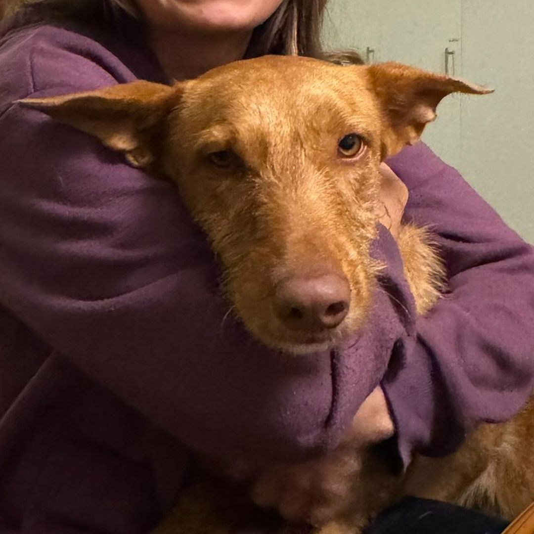 Rufus in der Wohung beim entpannen