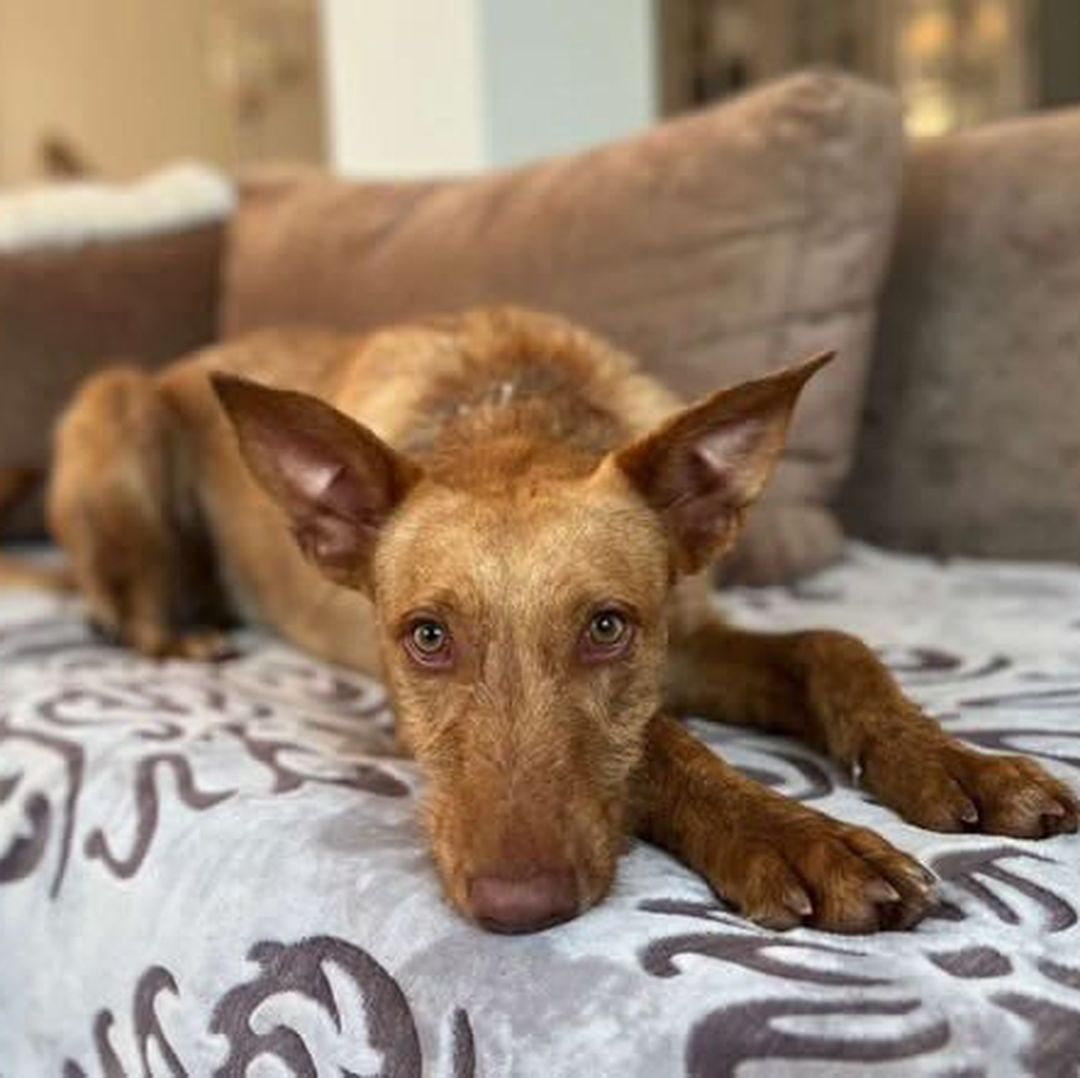 Rufus in der Wohung beim entpannen