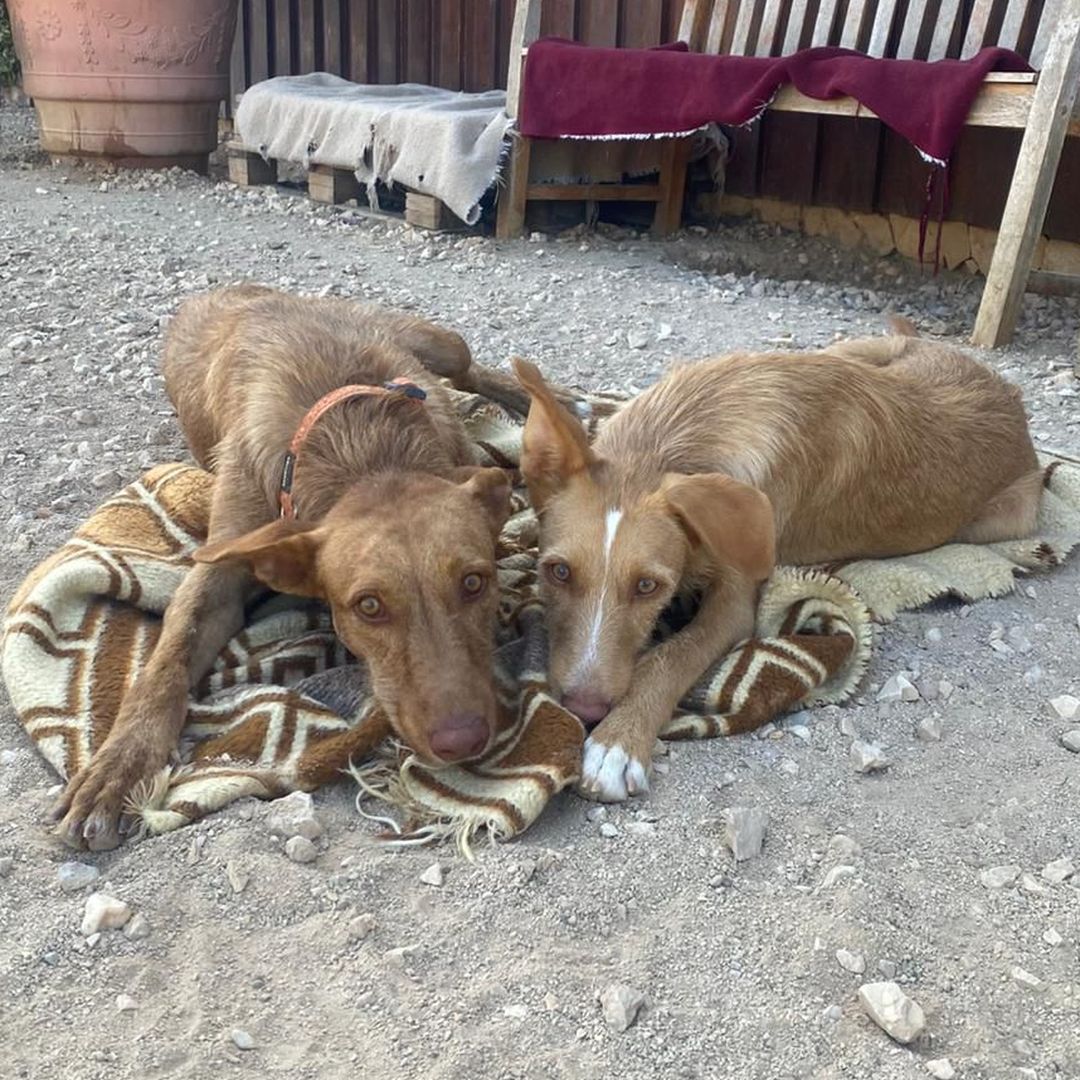Rufus im Freilauf mit RIO