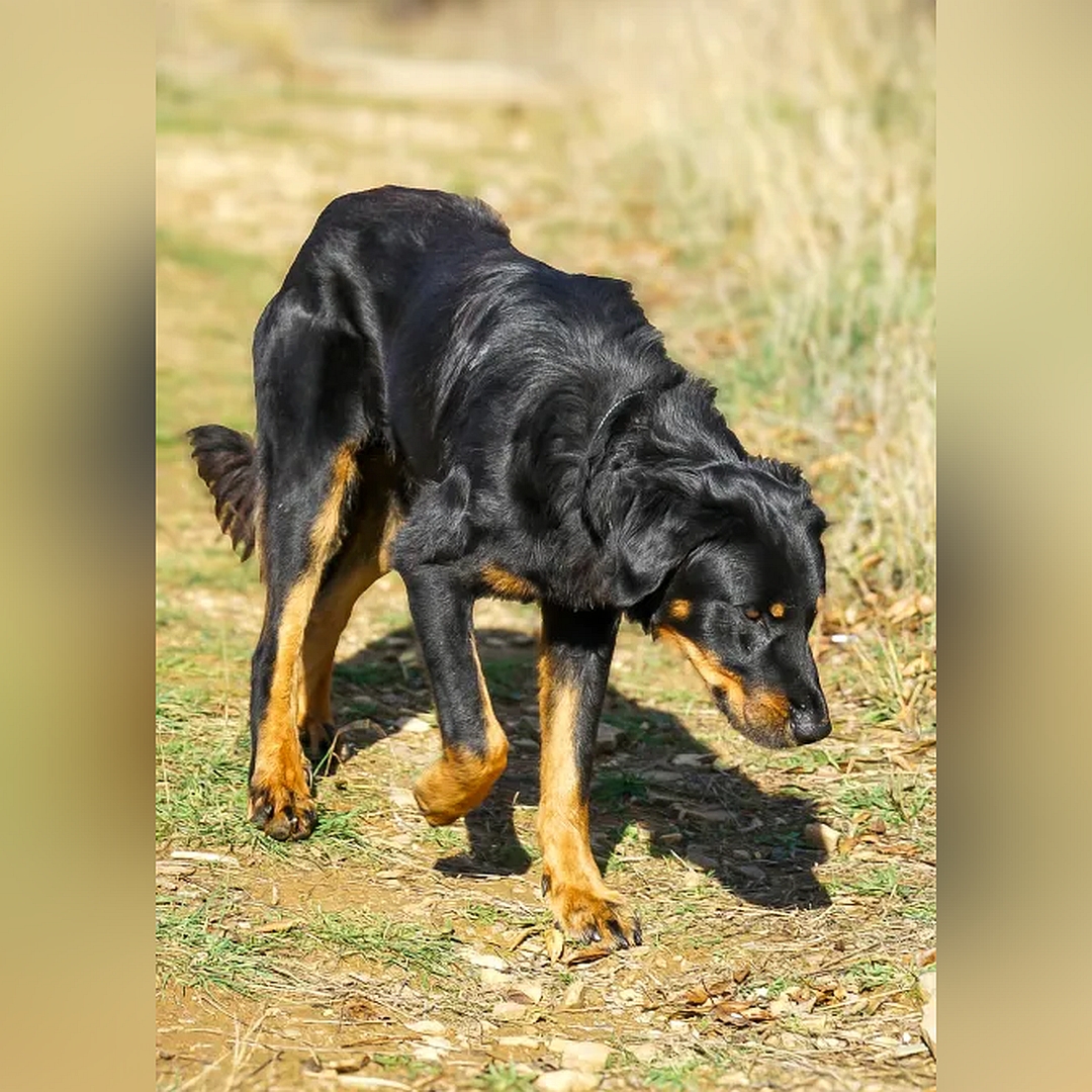 Schwarz-brauner Rüde, gehend, von eher rechts vorn, Kopf und Blick nach links unten