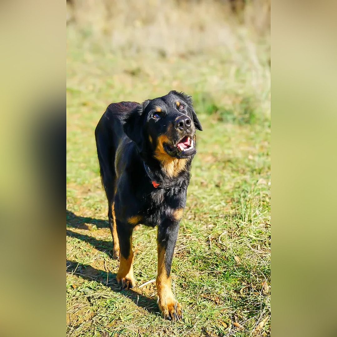 Schwarz-brauner Rüde, gehend, von vorn, Kopf und Blick nach links oben