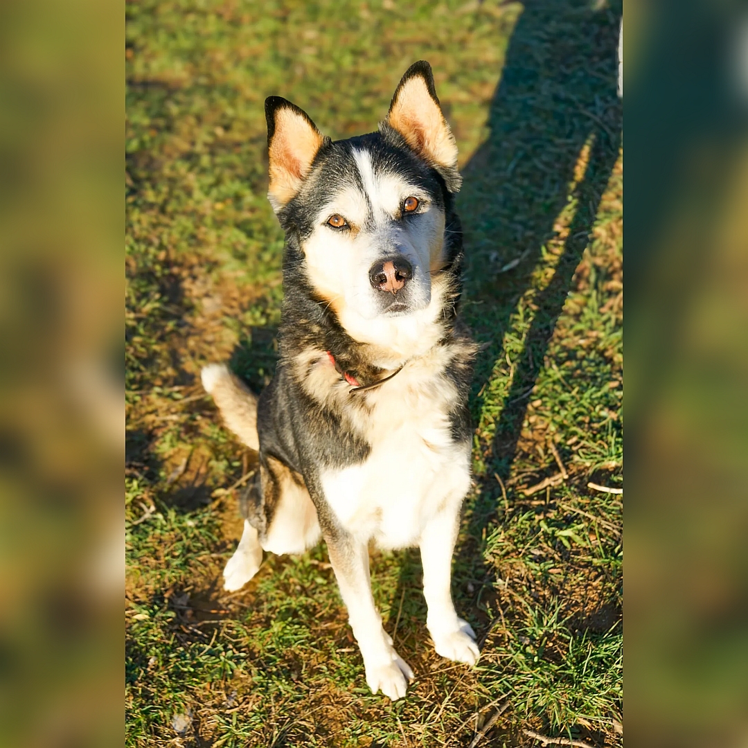 Schwarz-weiß-brauner Rüde, sitzend, von vorn, Blick in Kamera