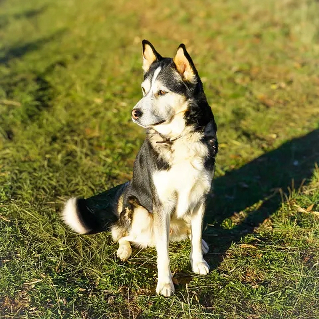 Schwarz-weiß-brauner Rüde, sitzend, von vorn, Kopf und Blick nach rechts
