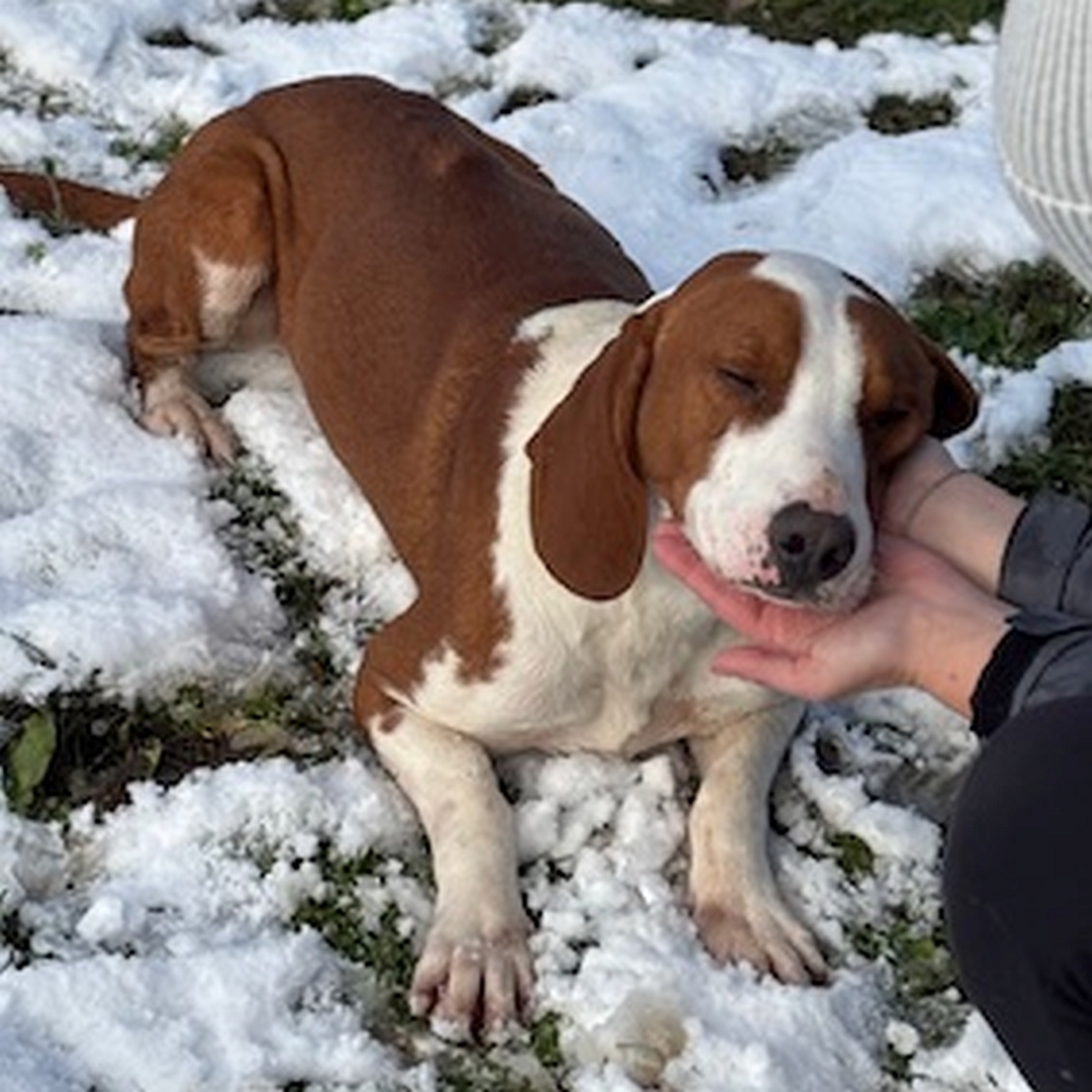 Hellbraun-weißer Rüde, sitzend, von eher rechts vorn, Augen entspannt geschlossen, Kopf in der Hand einer Person abgelegt