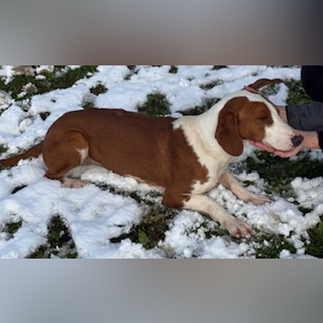 Hellbraun-weißer Rüde, liegend, rechte Seite, Augen entspannt geschlossen, Kopf in der Hand einer Person abgelegt