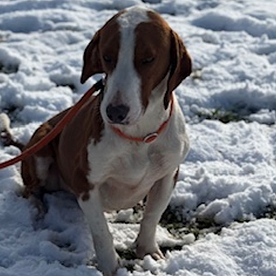 Hellbraun-weißer Rüde, sitzend, von vorn, Blick leicht nach rechts unten