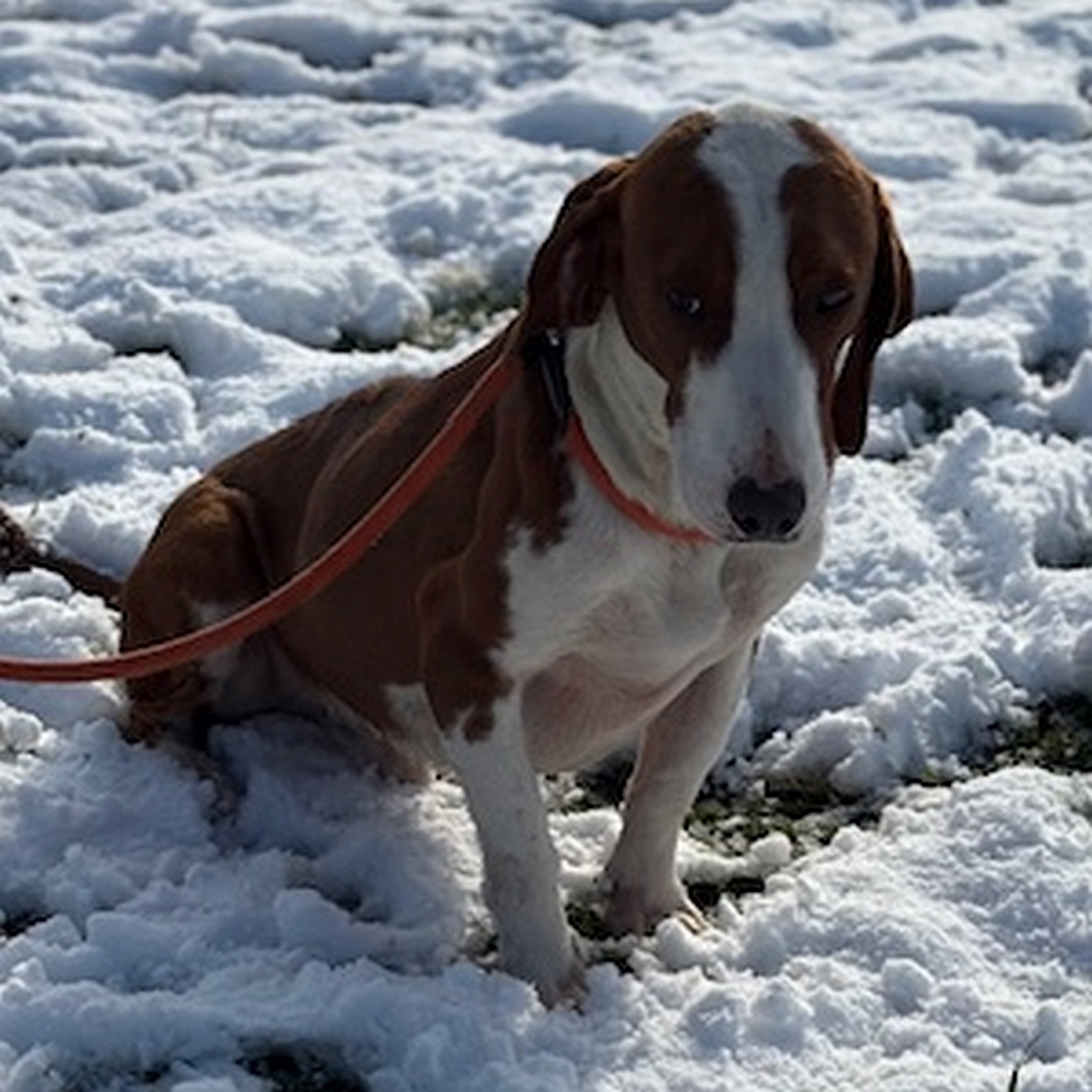 Hellbraun-weißer Rüde, sitzend, von eher rechts vorn, Blick nach unten