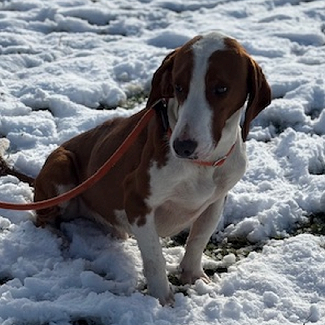 Hellbraun-weißer Rüde, sitzend, von vorn, Blick nach unten rechts