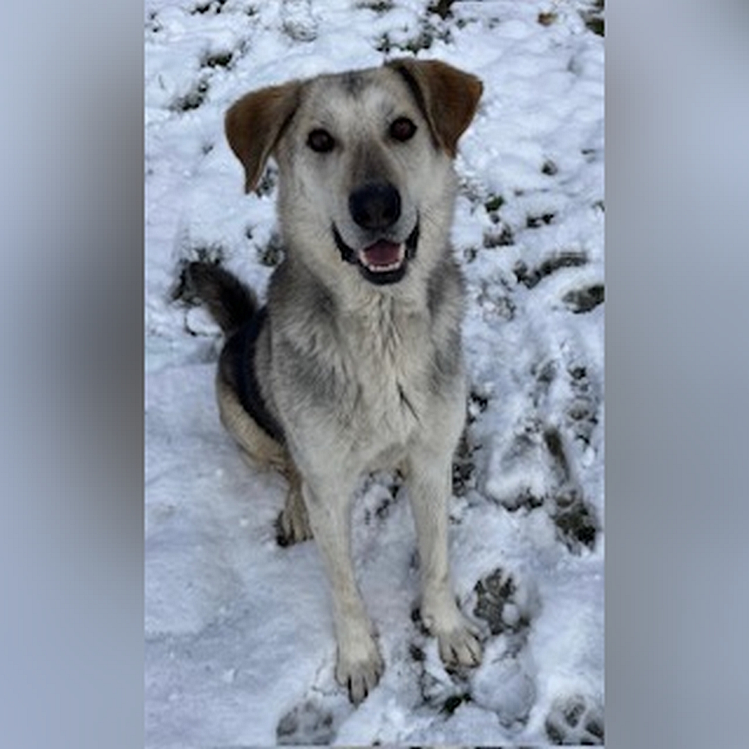 Schwarz-beige-brauner Rüde, sitzend, von von, Blick in Kamera