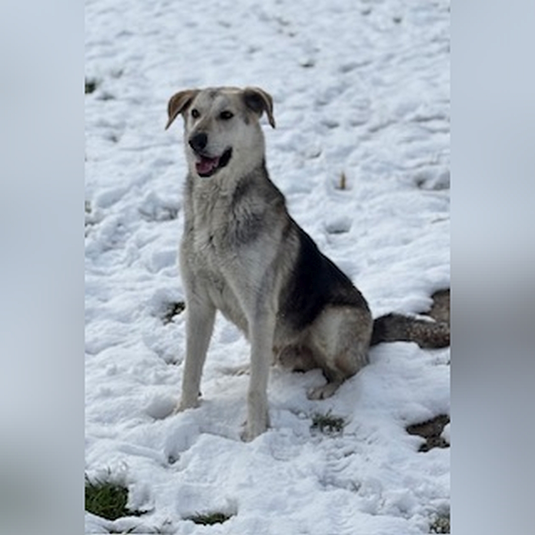 Schwarz-beige-brauner Rüde, sitzend, von eher links von, Blick geradeaus