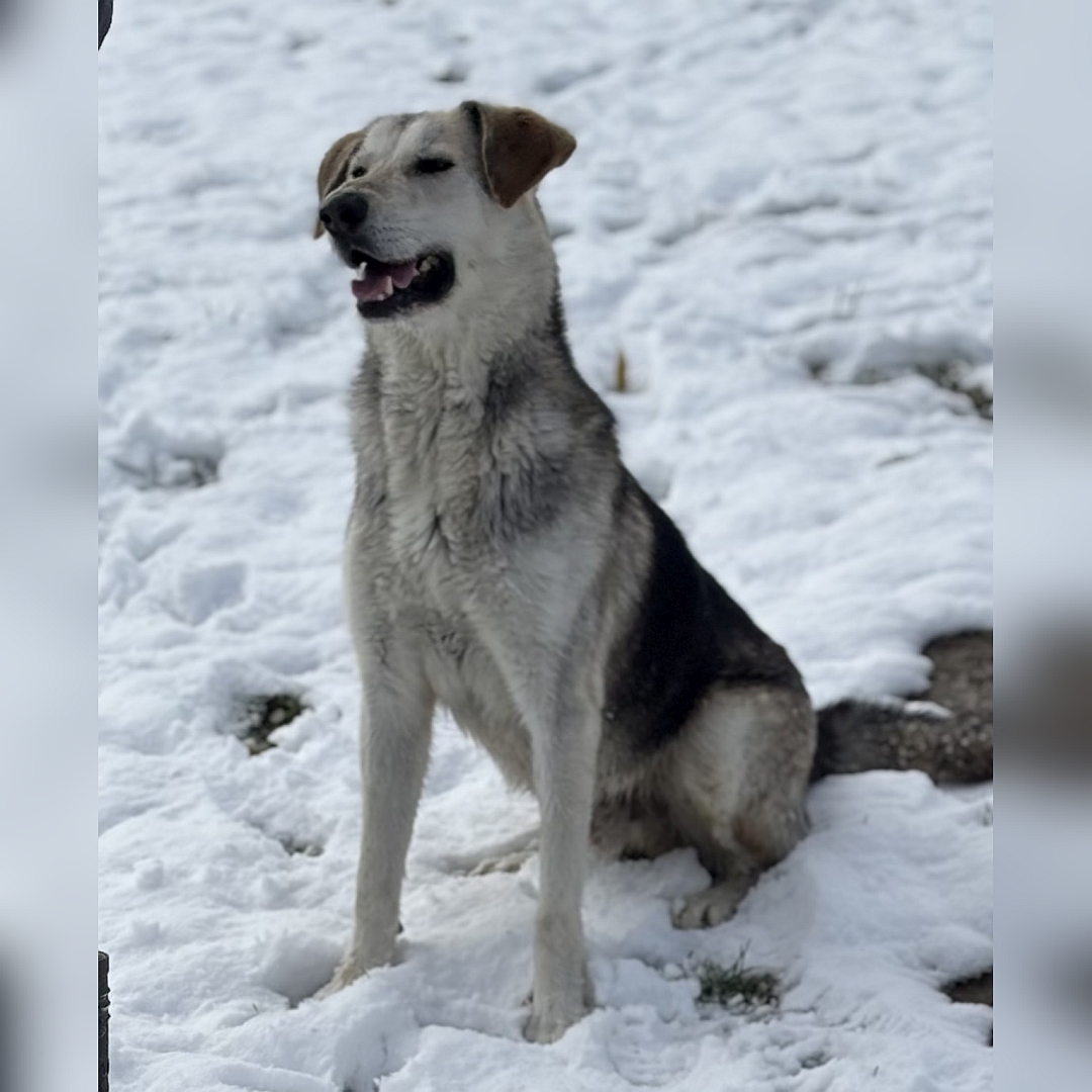 Schwarz-beige-brauner Rüde, sitzend, von eher links von, Blick geradeaus