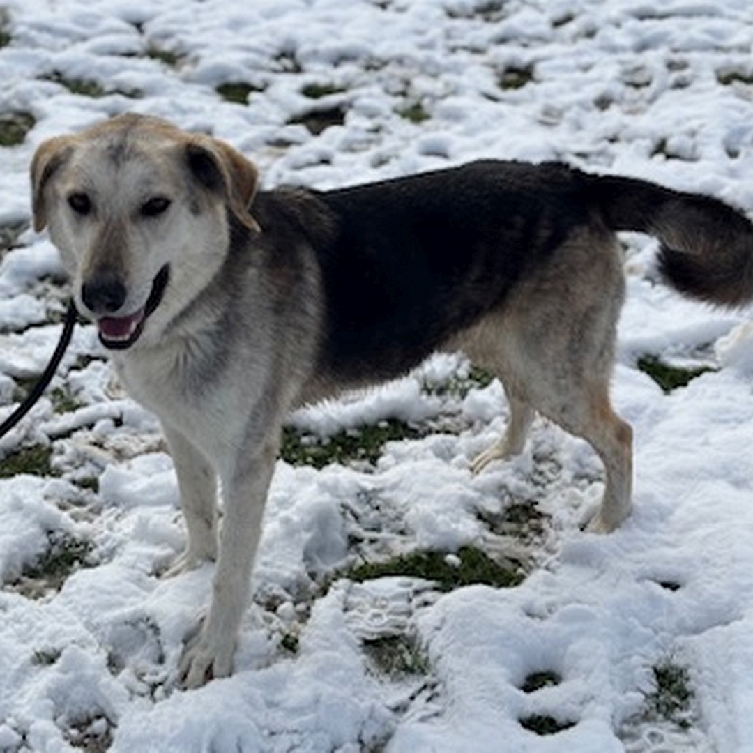 Schwarz-beige-brauner Rüde, stehend, von eher links von, Blick nach links in Richtung Kamera