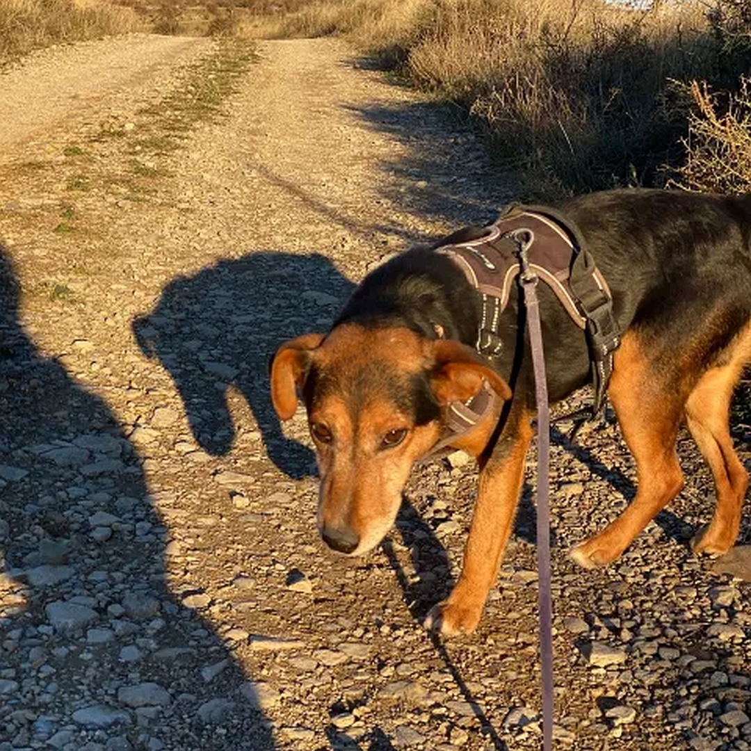 Schwarz-brauner Rüde, stehend, linke Seite, Blick nach unten