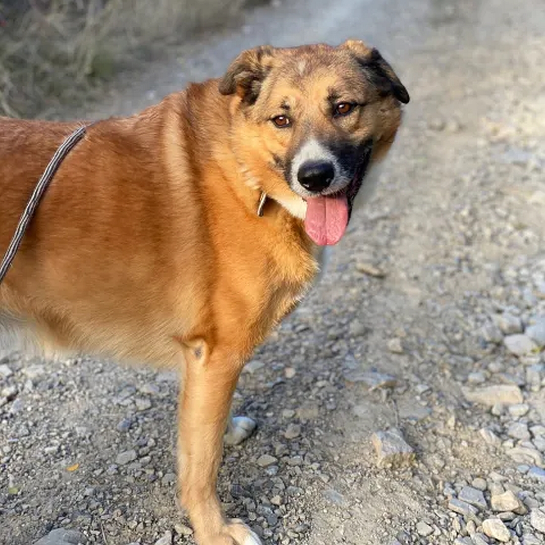 Hellbrauner Rüde, weißer Bauch, weiße Pfoten, stehend, rechte Seite, Kopf und Blick nach rechts hinten