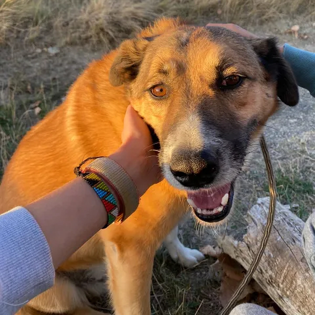 Hellbrauner Rüde, weißer Bauch, weiße Pfoten, sitzend, rechte Seite, Kopf und Blick nach rechts oben zu einer Person, wird am Kopf gestreichelt