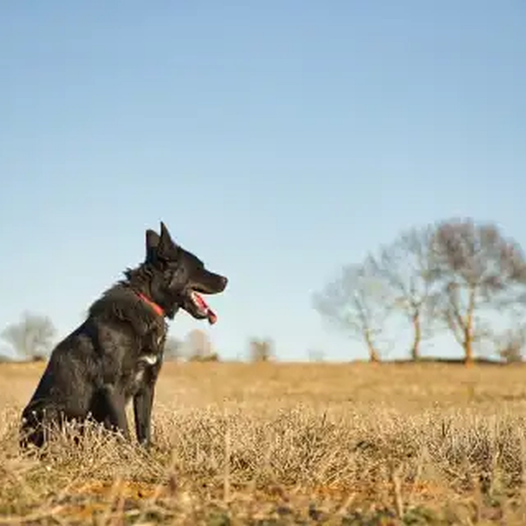 Sombra, schwarzer Mischlingsrüde, sitzend, rechte Seite, Kopf und Blick geradeaus