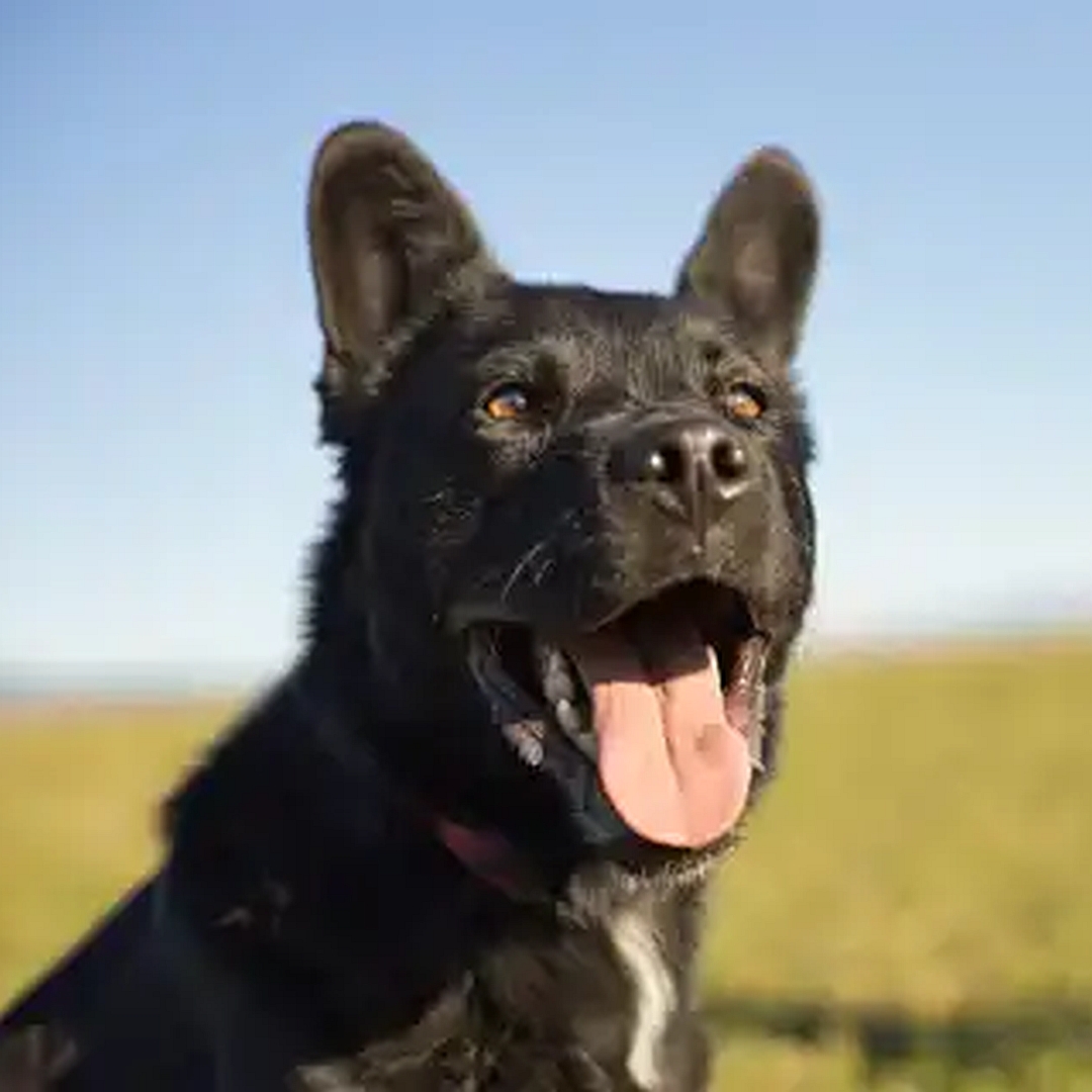 Sombra, schwarzer Mischlingsrüde, Portrait