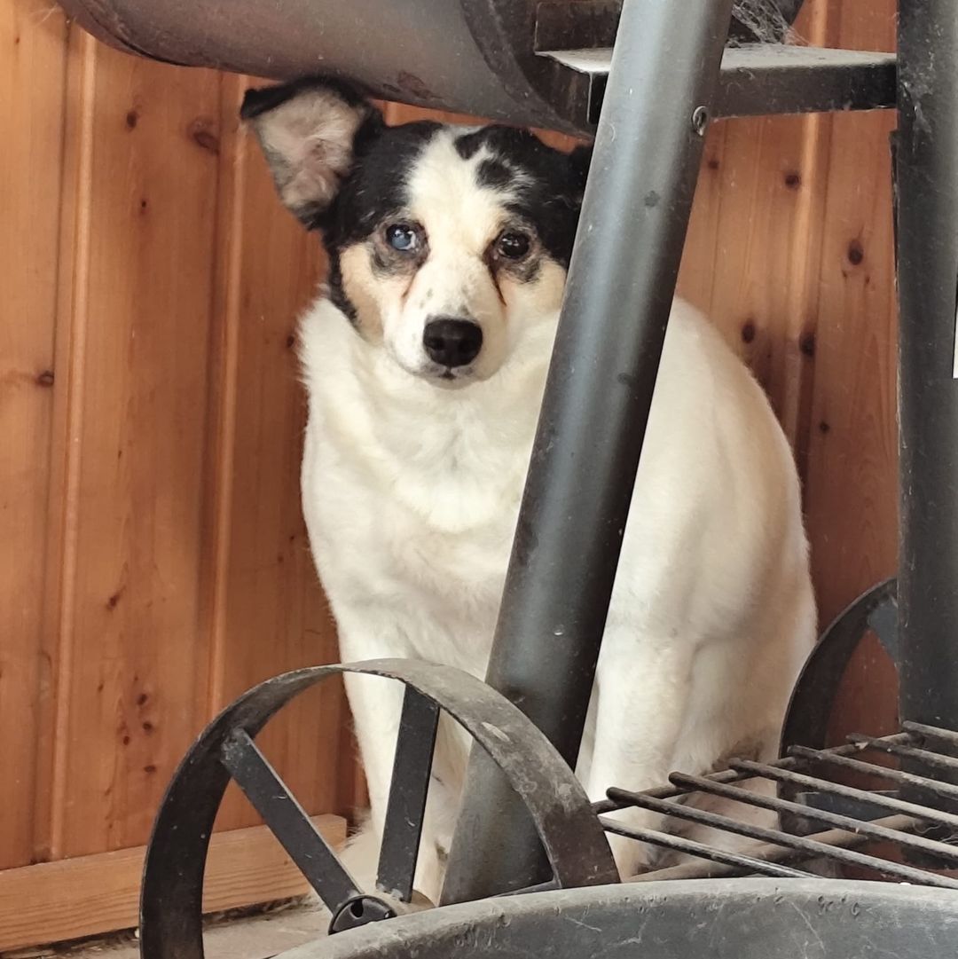 Concha in der Wohnung