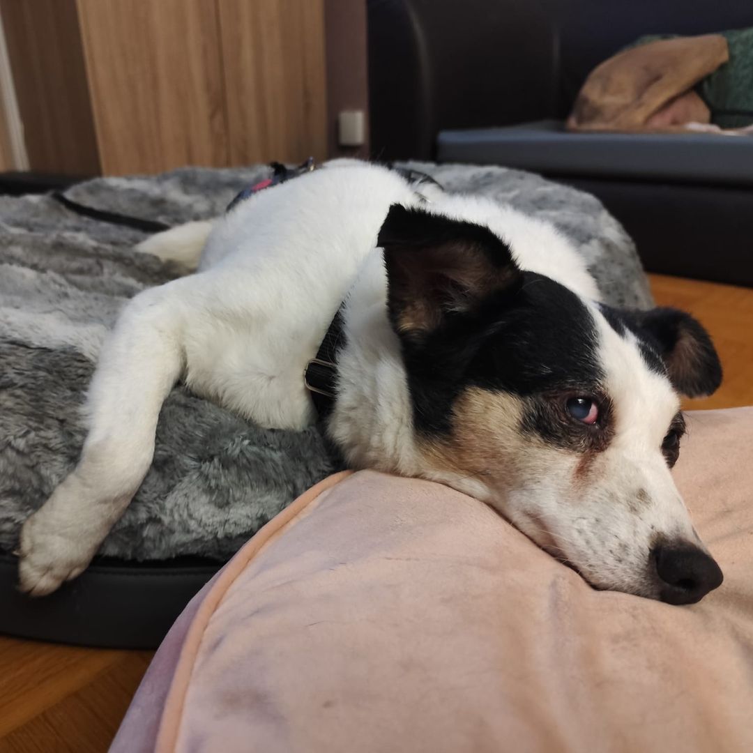 Concha entspannt in der Wohnung