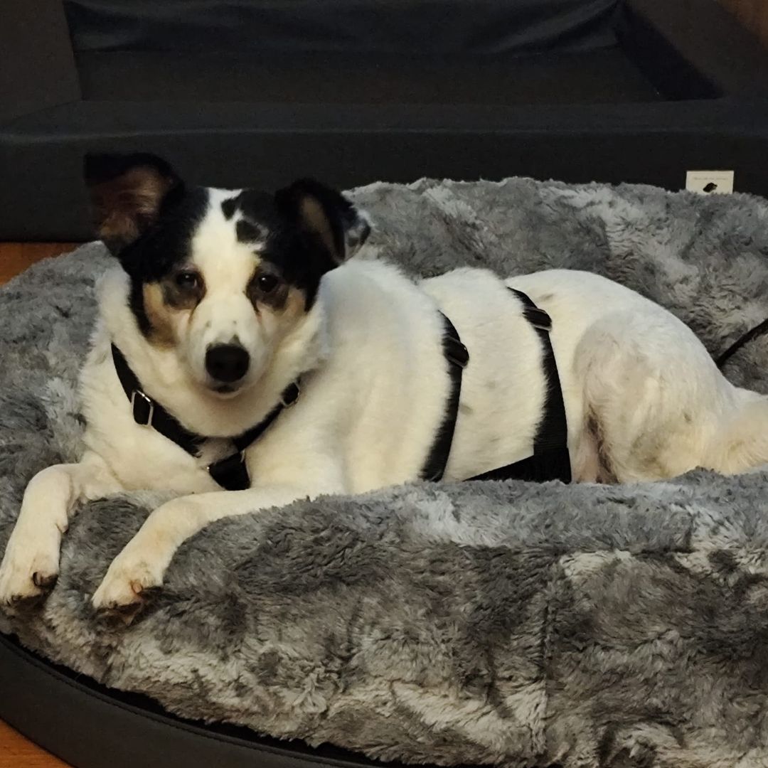 Concha entspannt in der Wohnung