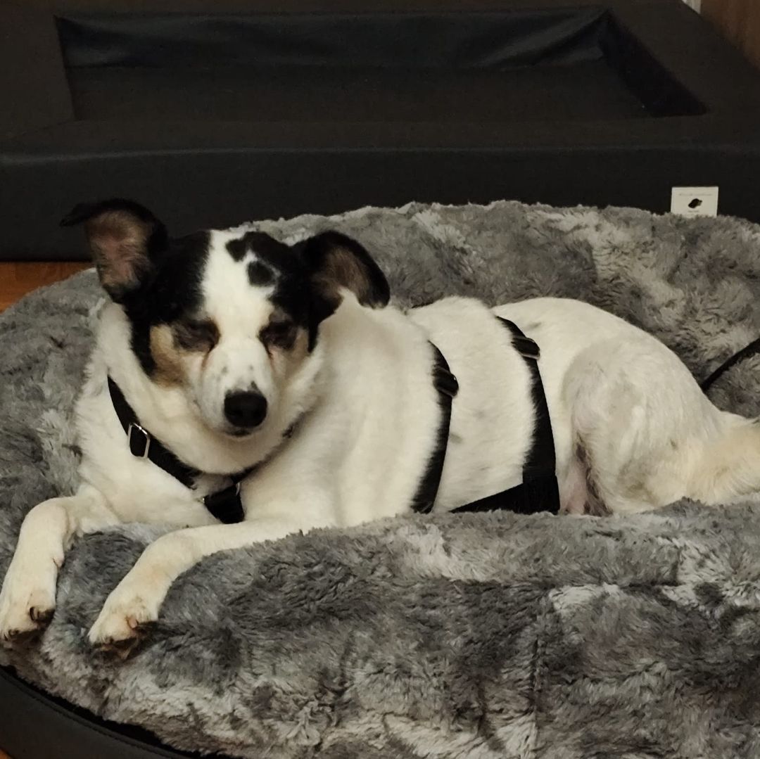 Concha entspannt in der Wohnung