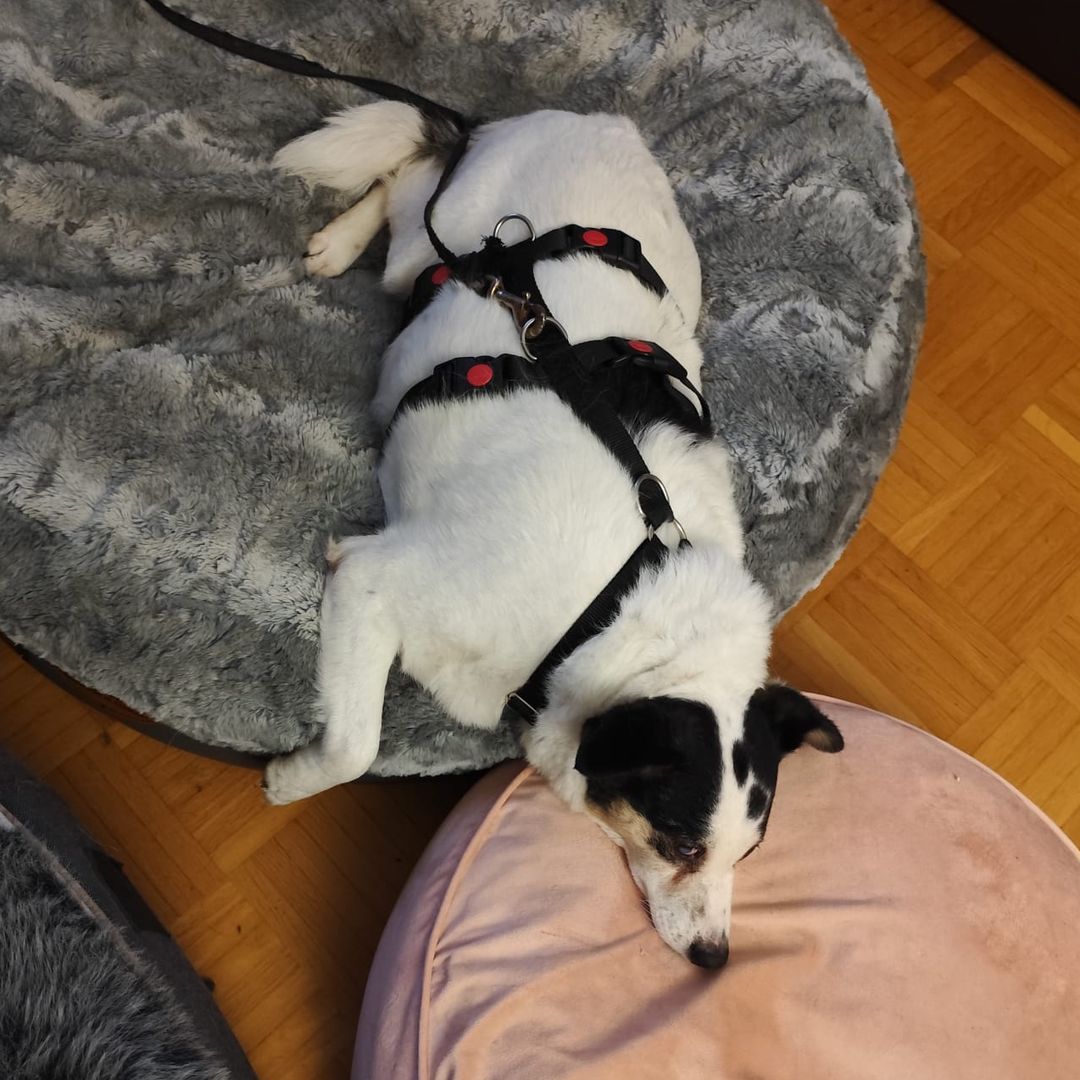 Concha entspannt in der Wohnung