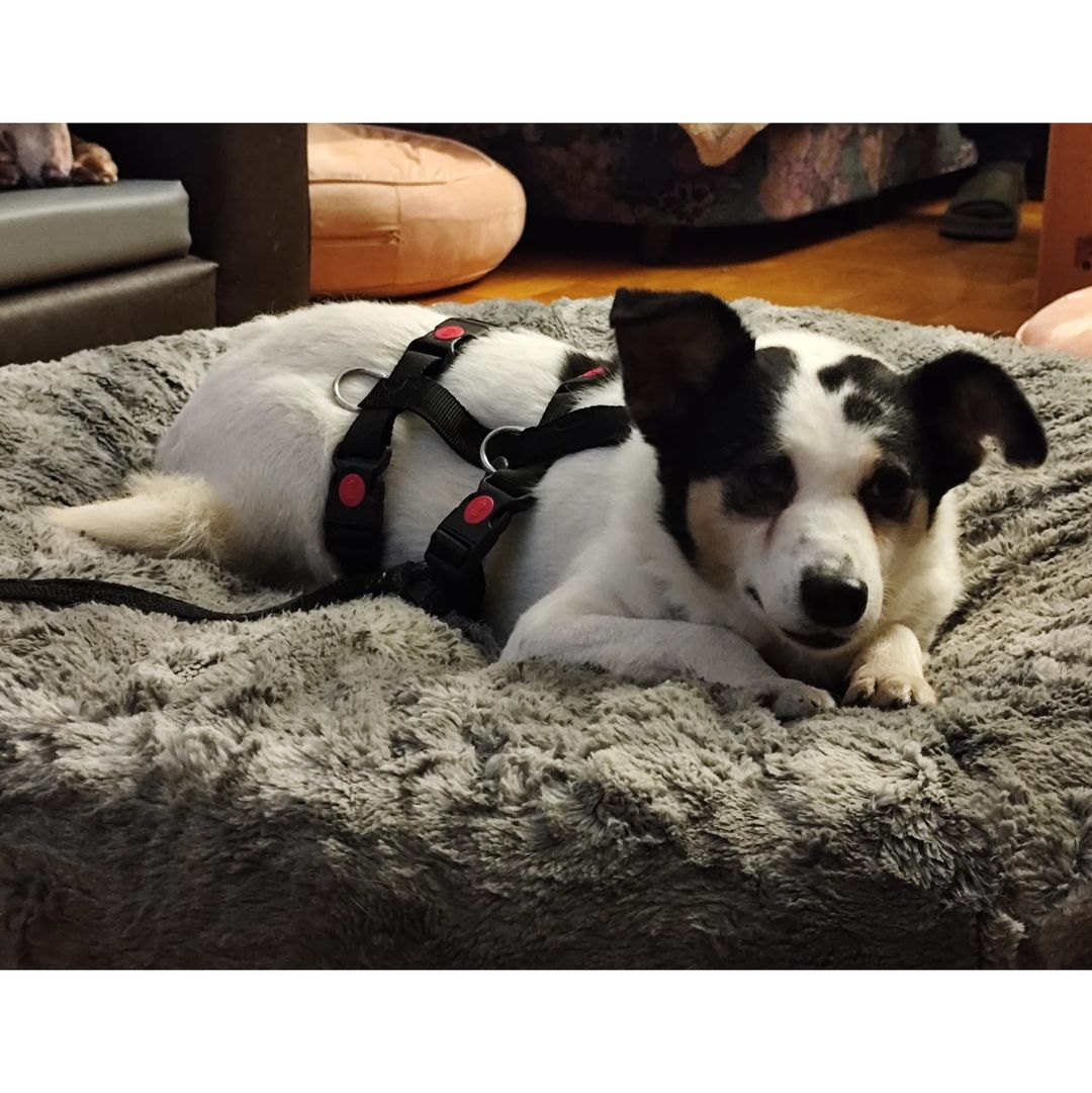 Concha entspannt in der Wohnung