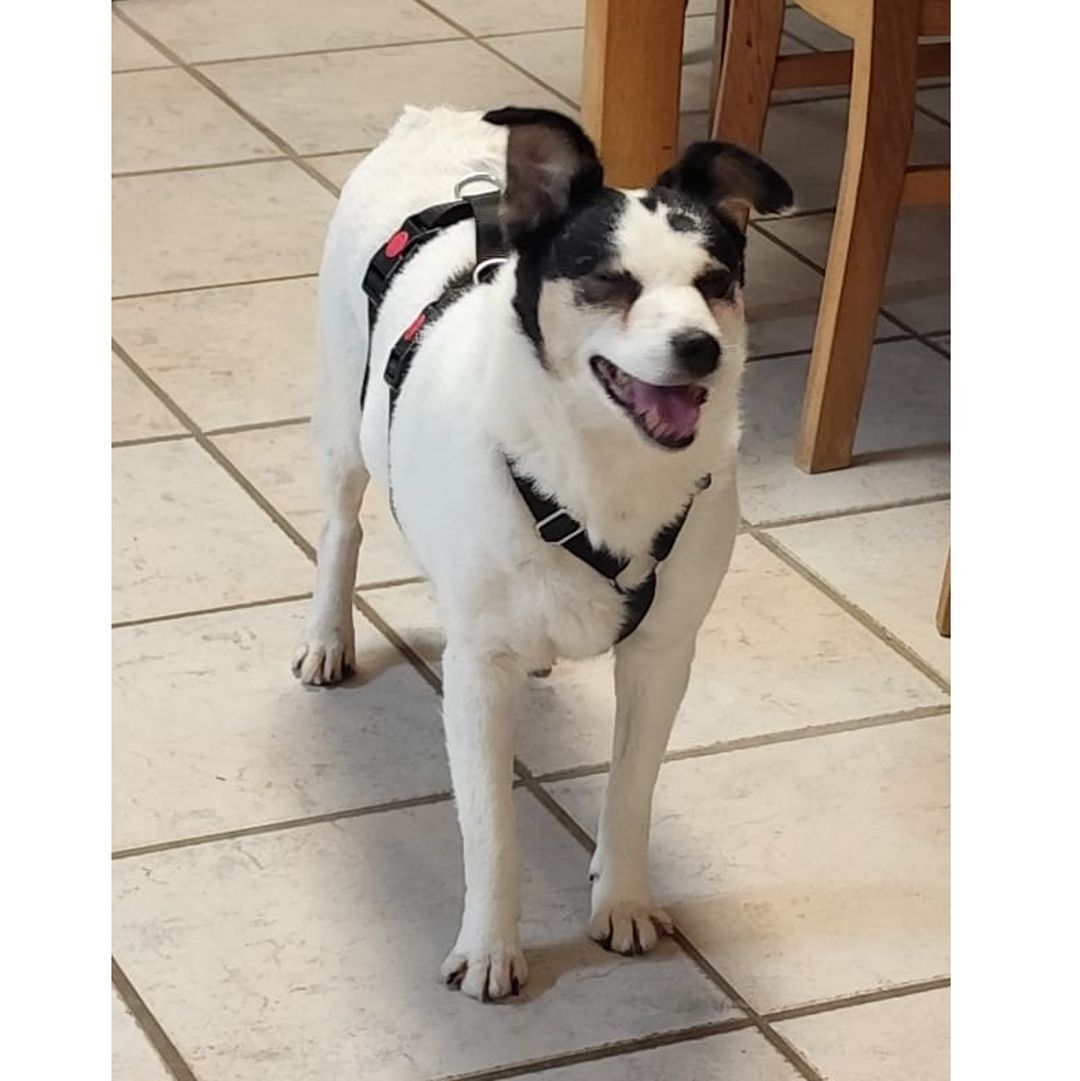 Concha in der Wohnung