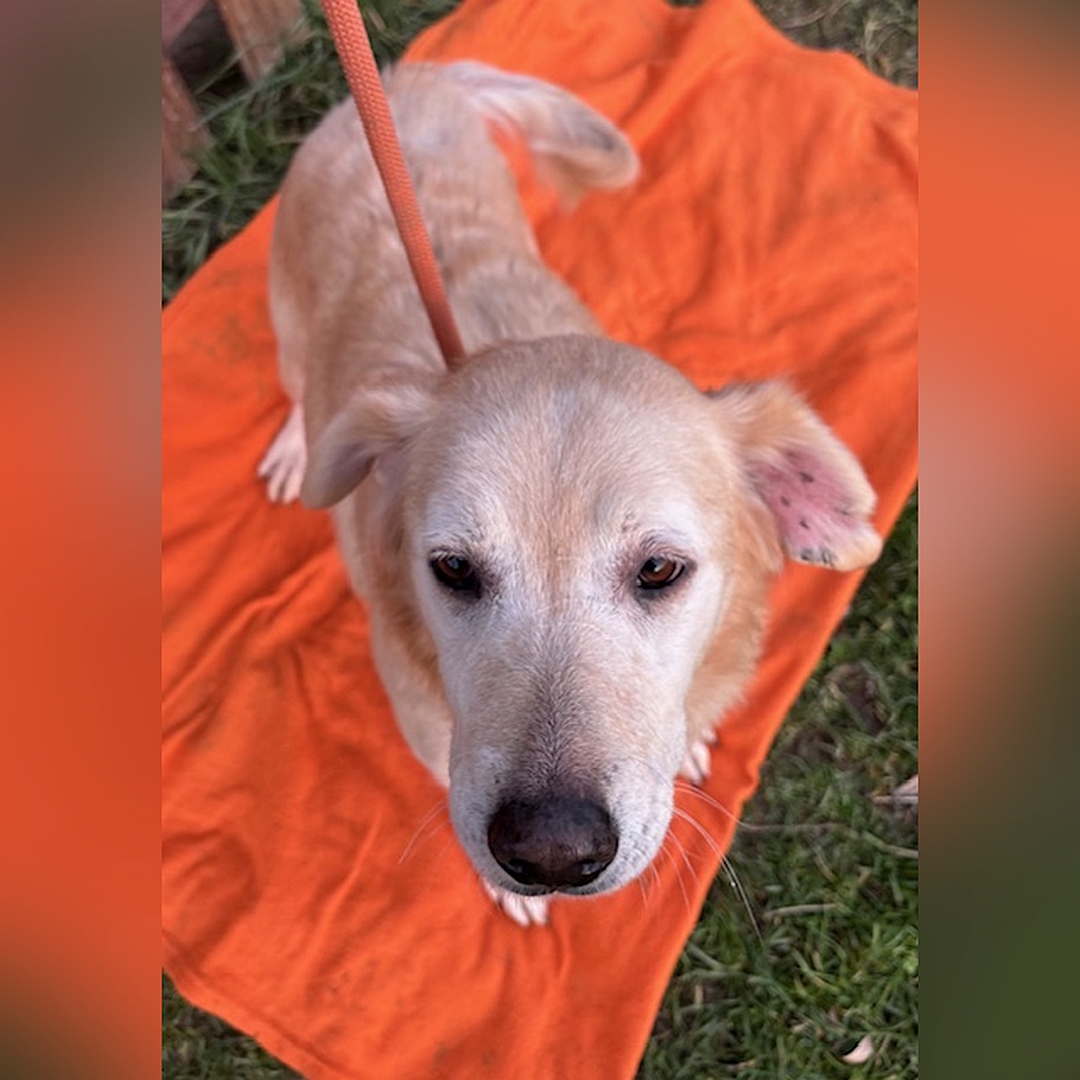 Hellbeige Hündin, stehend, von oben, Kopf und Blick geradeaus