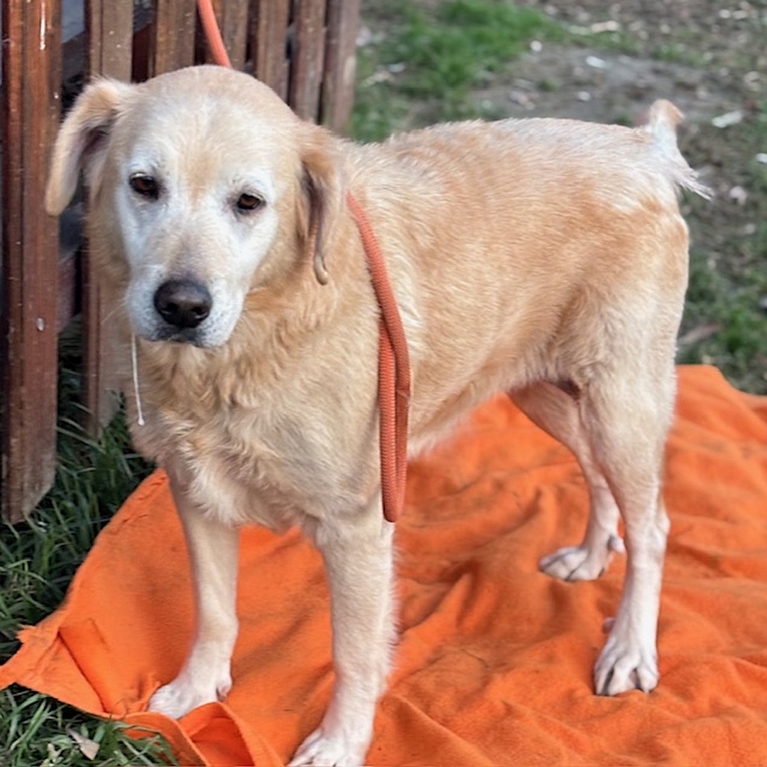 Hellbeige Hündin, stehend, von eher links vorn, Kopf und Blick leicht nach links unten