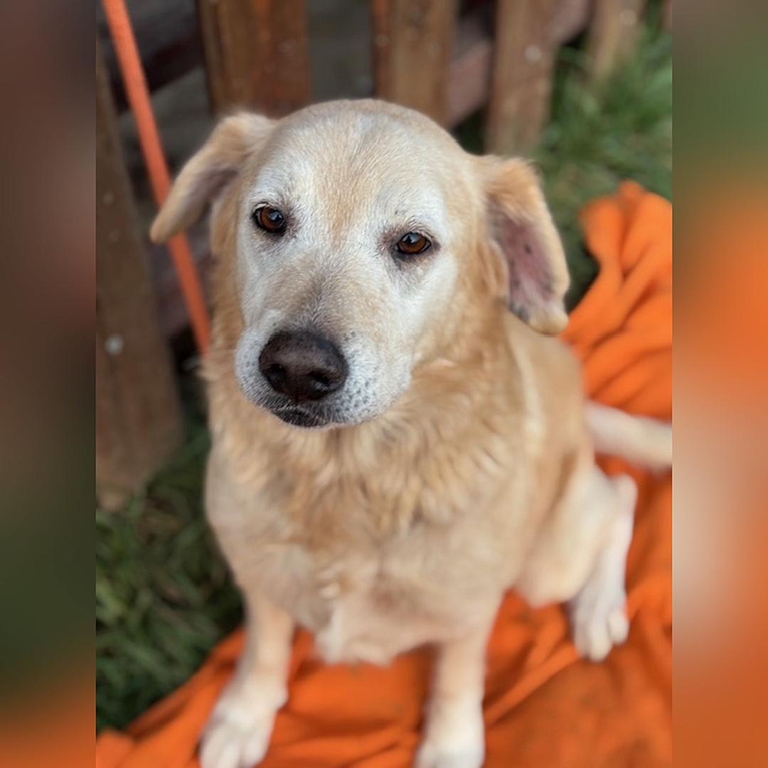 Hellbeige Hündin, sitzend, von vorn, Kopf und Blick geradeaus