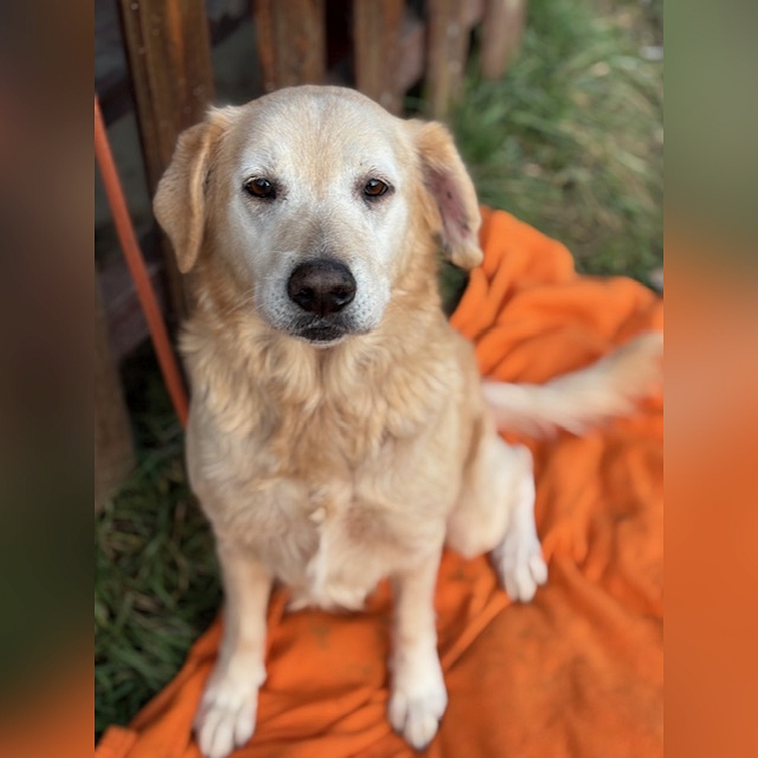 Hellbeige Hündin, sitzend, von vorn, Kopf und Blick Richtung Kamera