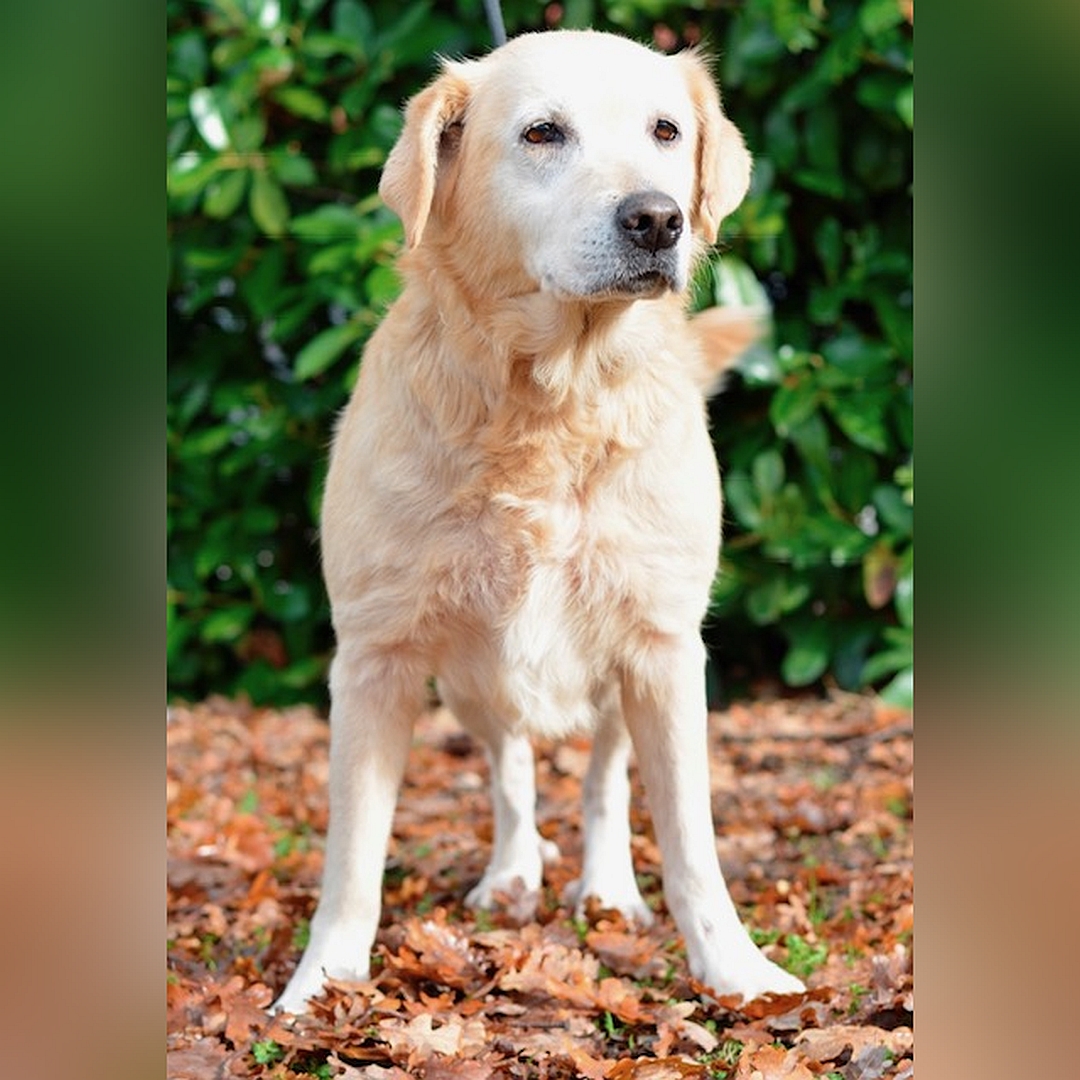 Hellbeige Hündin, stehend, von vorn, Kopf und Blick leicht nach links