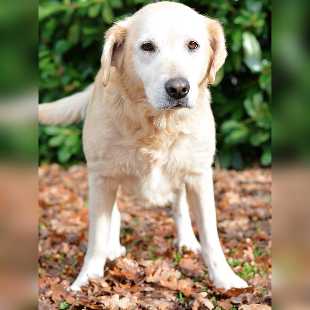 Hellbeige Hündin, stehend, von vorn, Kopf und Blick Richtung Kamera