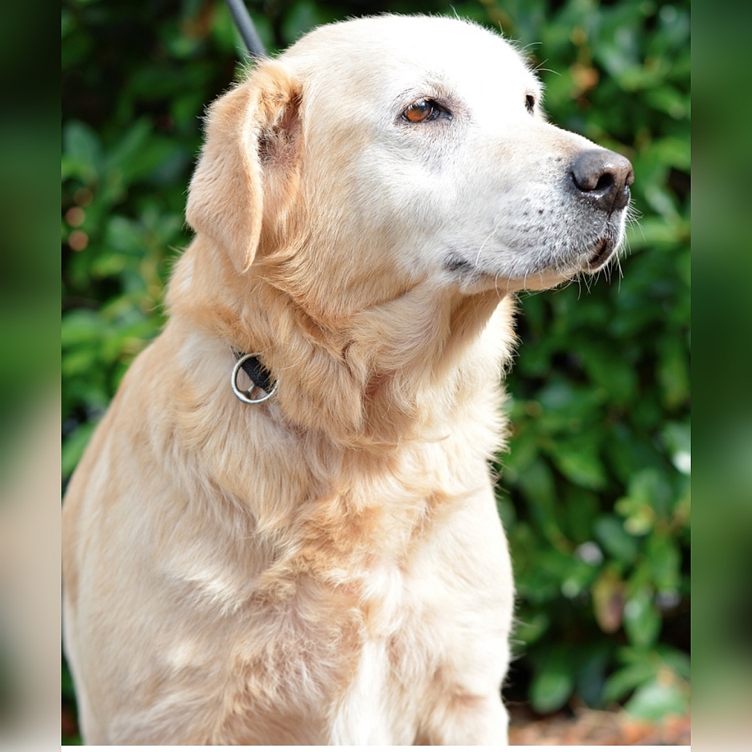 Hellbeige Hündin, sitzend, von vorn, Kopf und Blick nach links