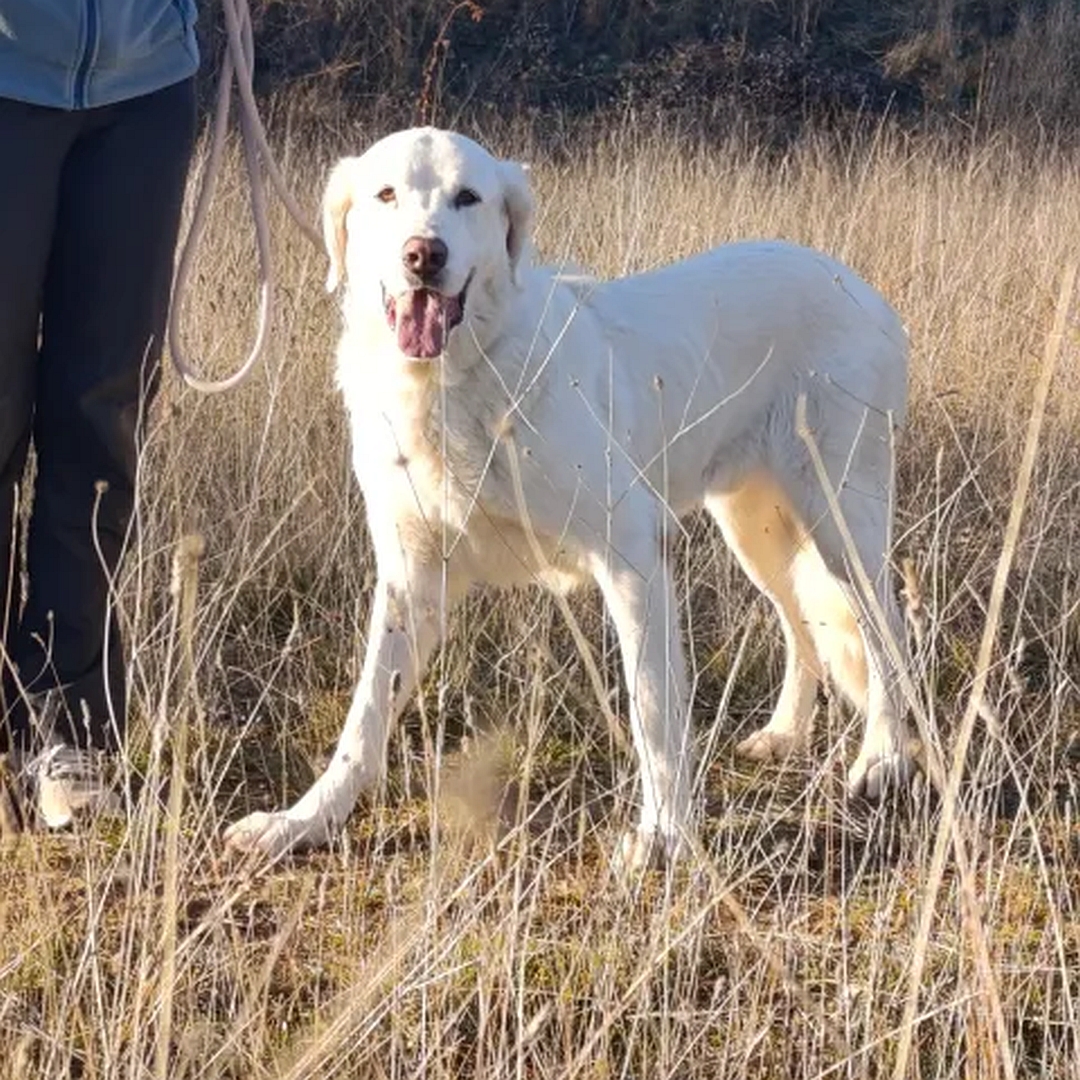 Weißer Rüde, stehend, von vorn, Blick in Kamera