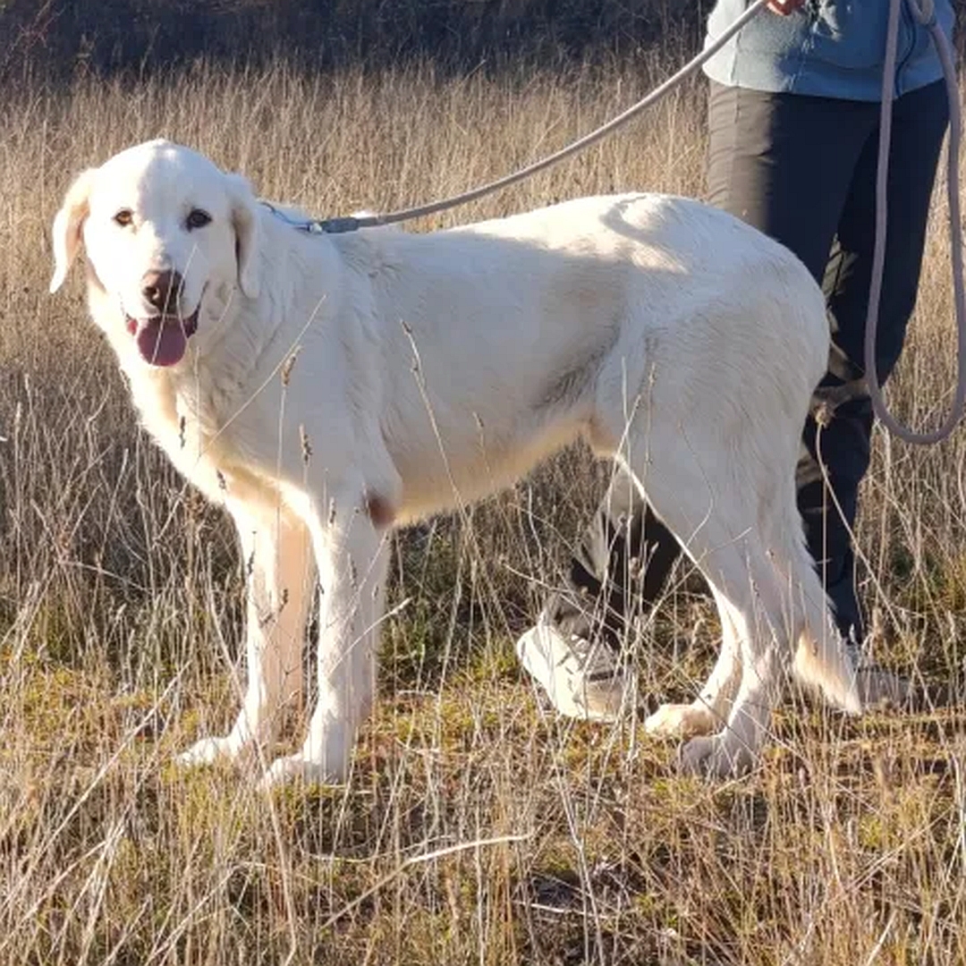 Weißer Rüde, stehend, linke Seite, Kopf und Blick nach links in Kamera