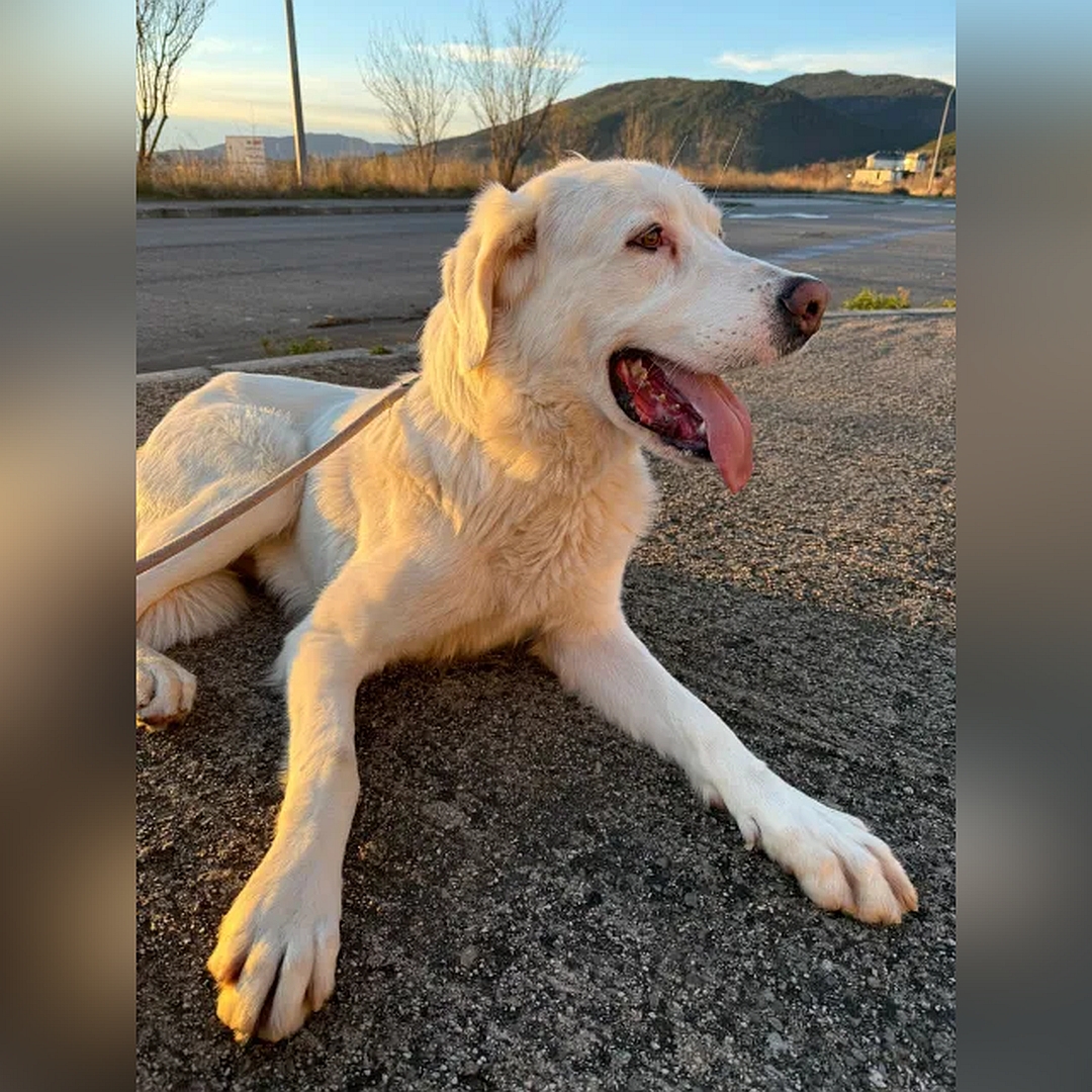 Weißer Rüde, liegend, von eher rechts vorn, Kopf und Blick geradeaus