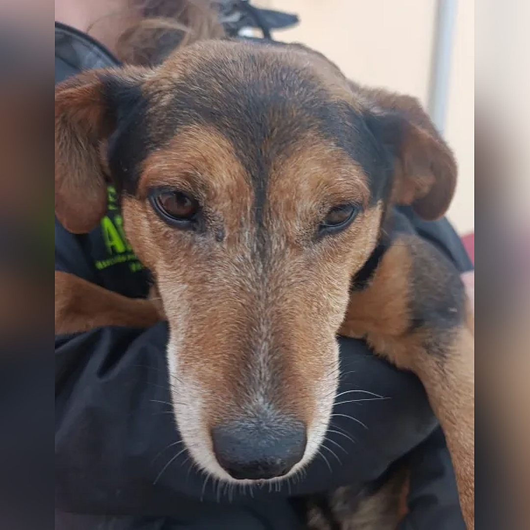 Schwarz-brauner Rüde, auf dem Arm einer Person, von vorn, Portrait, Blick nach unten