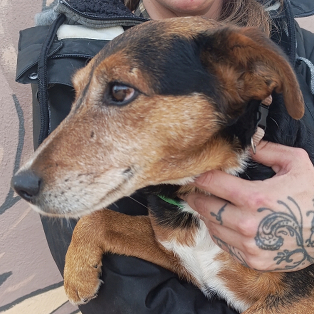 Schwarz-brauner Rüde, auf dem Arm einer Person, von vorn, Portrait, Kopf und Blick nach rechts