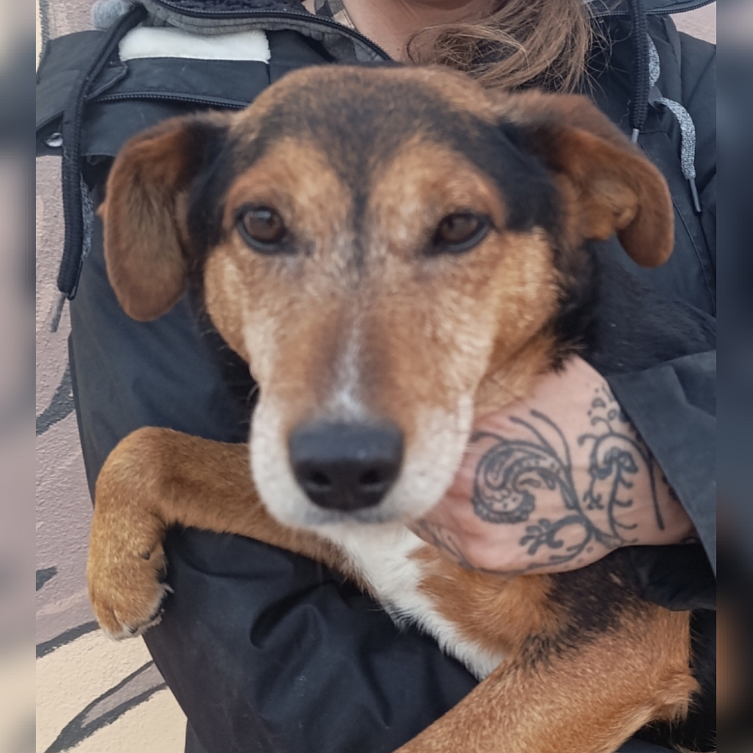 Schwarz-brauner Rüde, auf dem Arm einer Person, von vorn, Portrait, Blick in Kamera