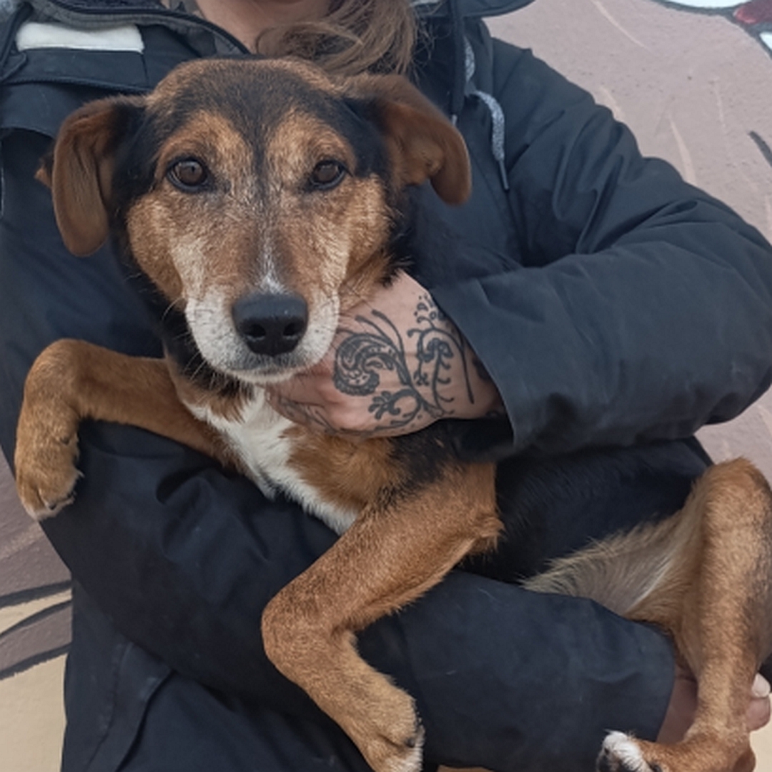 Schwarz-brauner Rüde, auf dem Arm einer Person, von vorn, Blick in Kamera