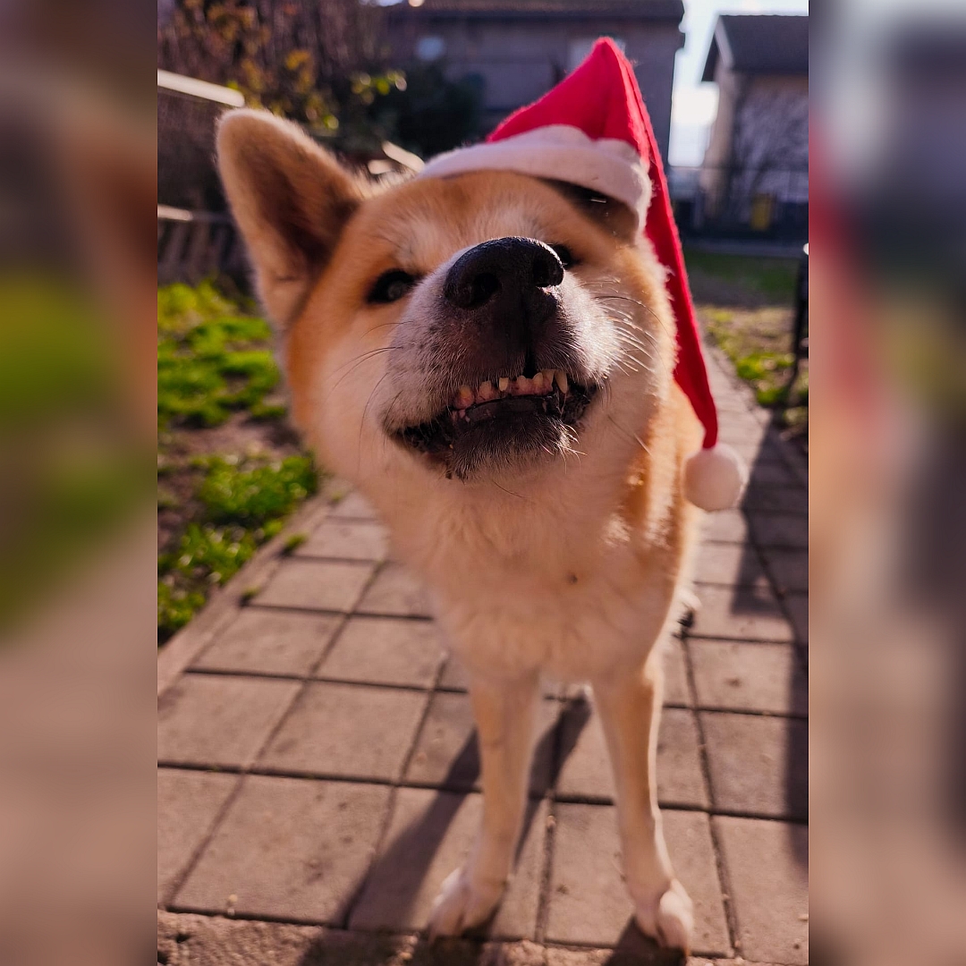 Hellbraun-weißer Rüde, stehend, von vorn, mit Nikolausmütze, Kopf und Blick in Kamera