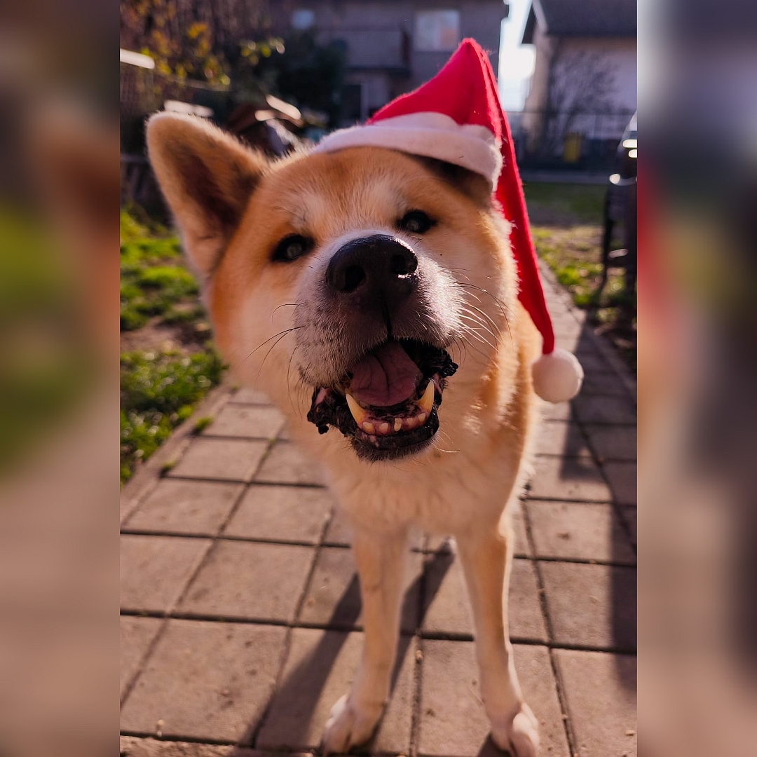 Hellbraun-weißer Rüde, stehend, von vorn, mit Nikolausmütze, Kopf und Blick in Kamera