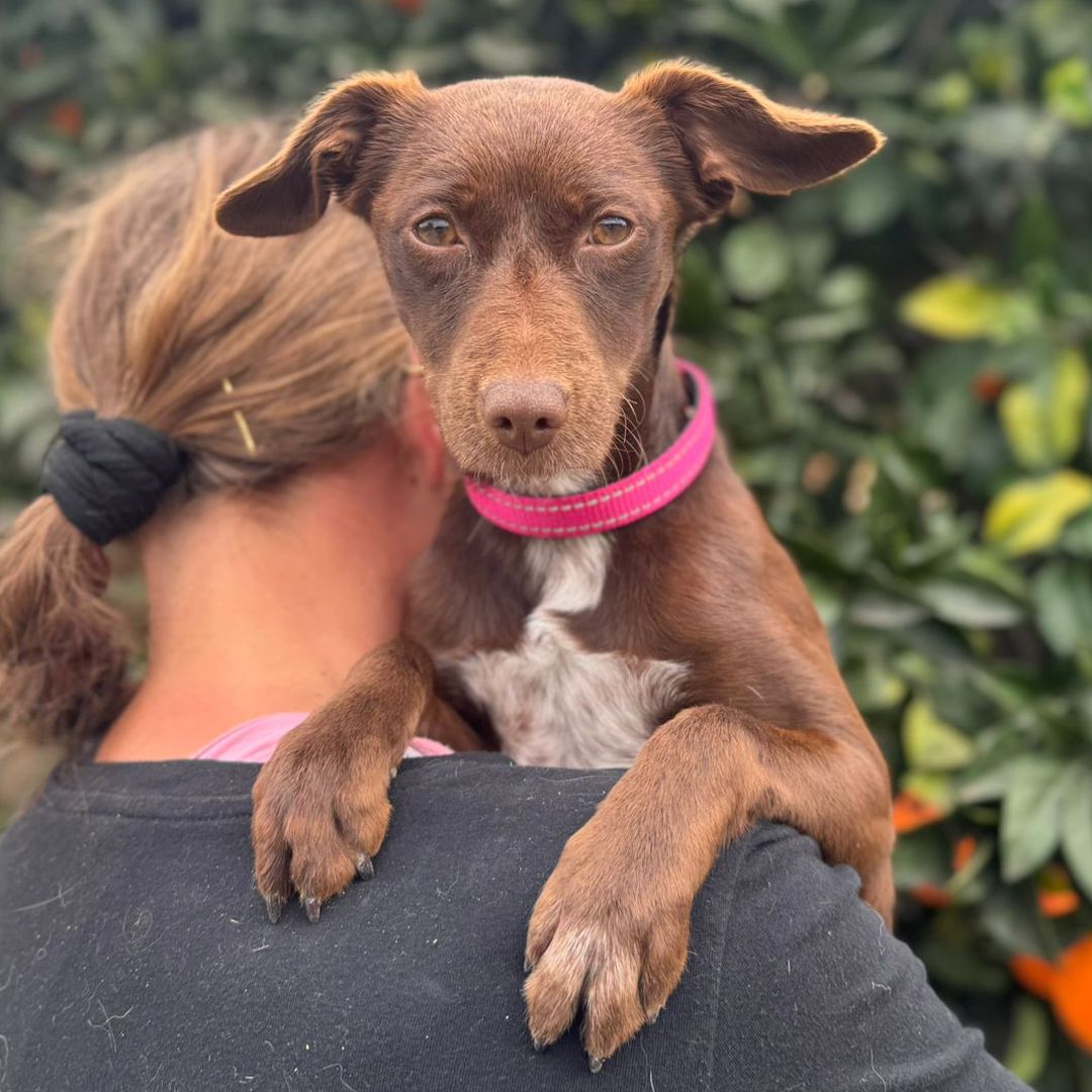 Lila auf der Schulter