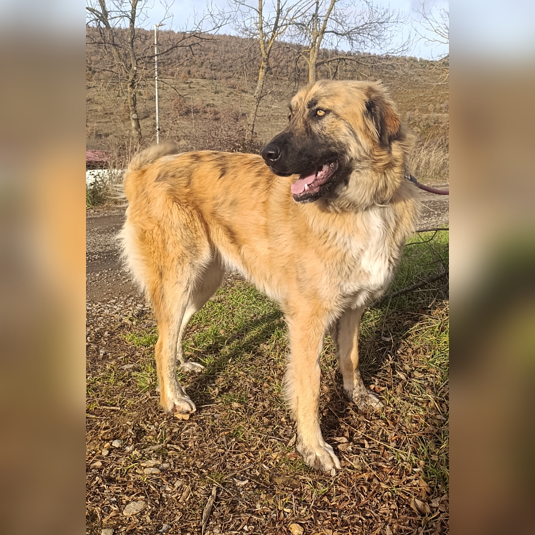 Hellbraune Hündin, stehend, rechte Seite, Kopf und Blick nach rechts hinten