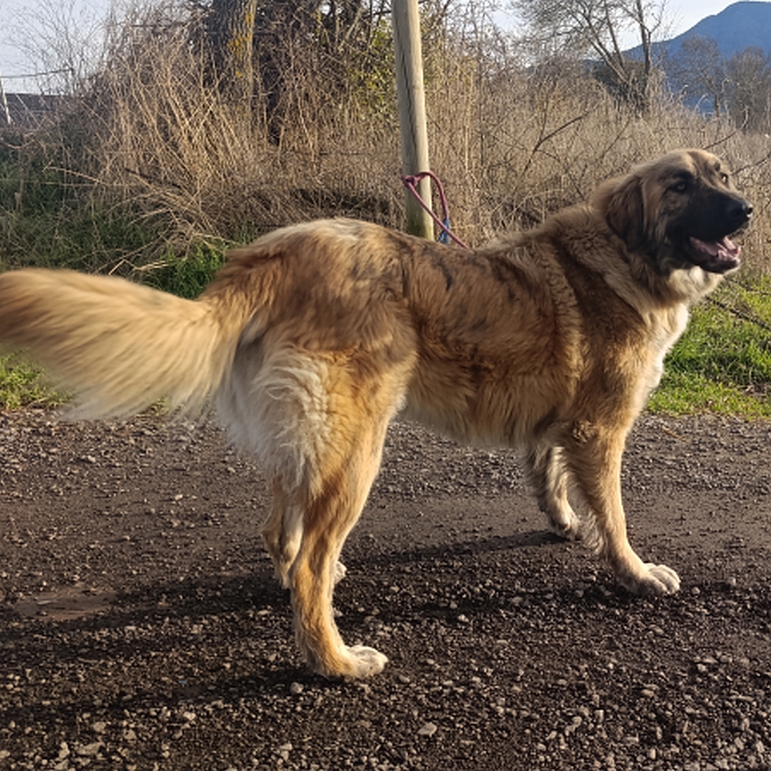Hellbraune Hündin, stehend, rechte Seite, Kopf und Blick nach rechts 