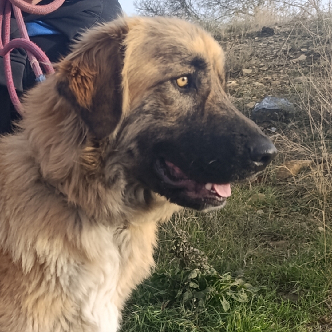 Hellbraune Hündin, seitliches Portrait, rechte Kopfseite, Blick geradeaus